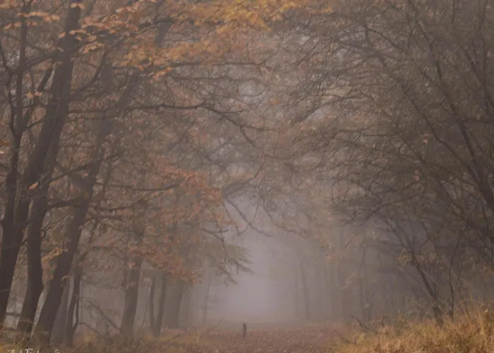 Zwarte Mees Сasa de vacaciones *