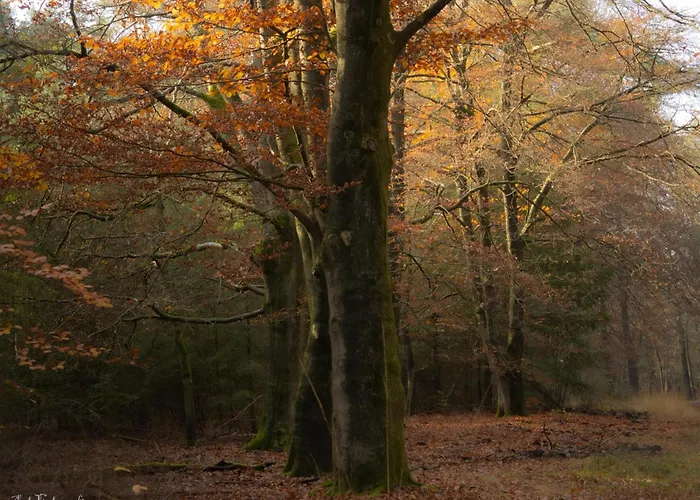 Zwarte Mees Сasa de vacaciones